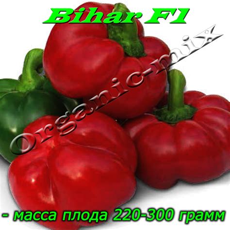 Перец ротунда БИХАР F1 / BIHAR F1, проф. пакет 500 семян ТМ Lark Seeds ...