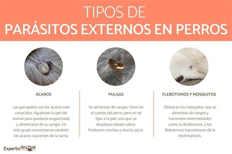 Parásitos Externos En Perros Tipos Y Control