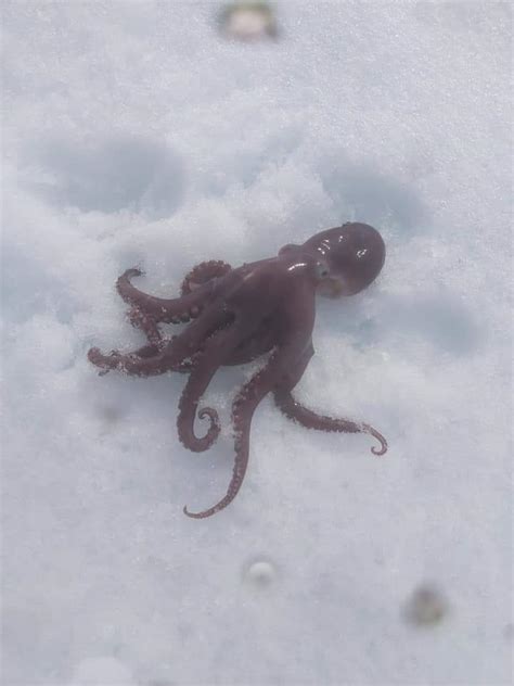 Octopus found near Arctic Bay, Nunavut. How cool! : r/octopus