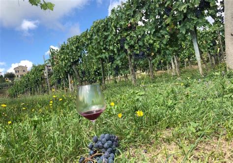 Conclusa La Vendemmia Ottima Annata Per Le Cantine Ravazzi Cantine