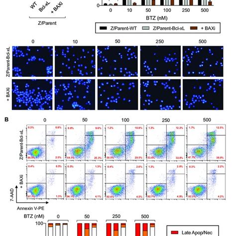 Generality Of The Observed Bcl XL And Bax Effects In BTZ Induced