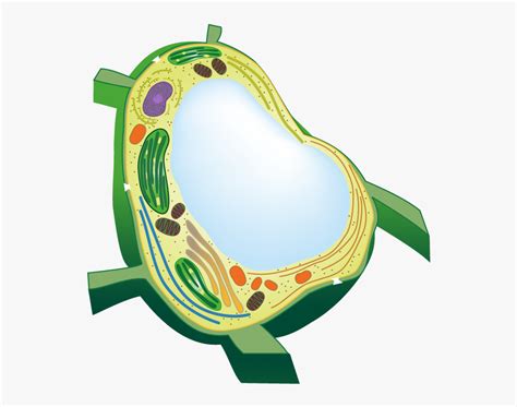 Vacuole Plant Cell Free Transparent Clipart Clipartkey