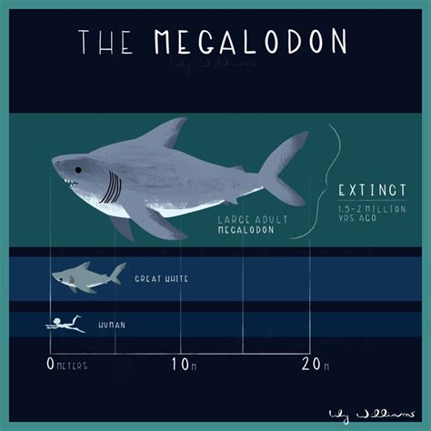 Megalodon Family Tree