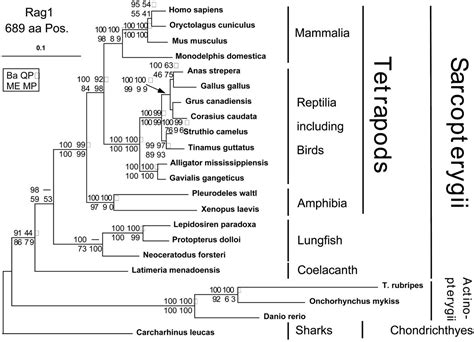 Stonelab Asu On Twitter The Colonization Of Land By Tetrapod