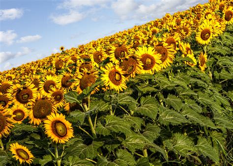 black sunflowers   dbnunley large