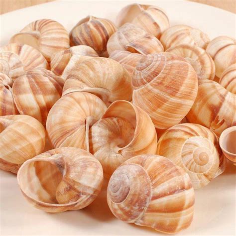 Empty Escargots Snail Shells Loose 12pcs Extra Large Premium Quality