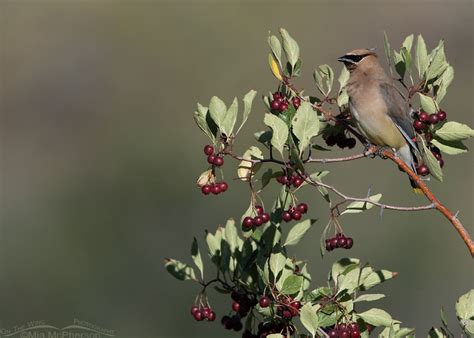 Cedar Waxwing Perched Among Hawthorn Berries Mia Mcphersons On The