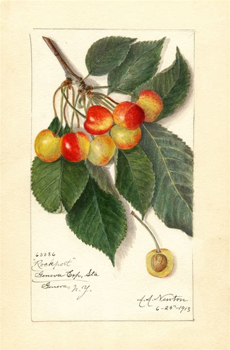 Rubus Minnervaski By Ellen Isham Schutt Artvee