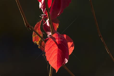 Design Background Of Autumn Red Leaf Material Picture And HD Photos ...