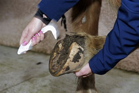 Soin Sabots Chevaux Entretien Des Sabots Sabot Cheval Sabot Cheval