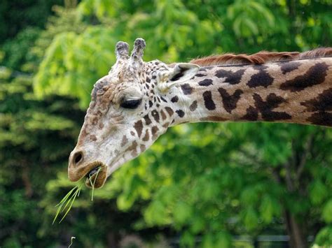 eating giraffe | Giraffe, Baby giraffe, Animals