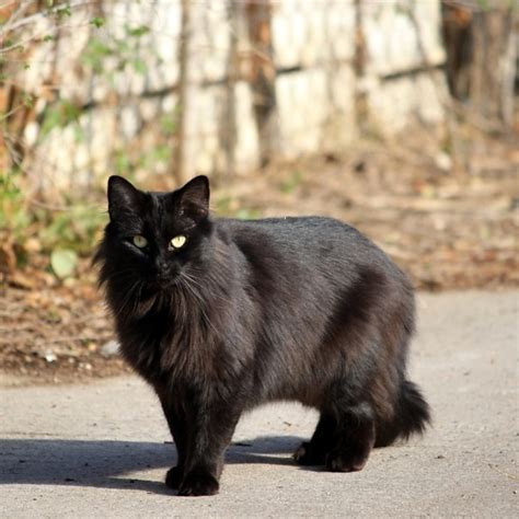 Gratis afbeelding: zwart, wit, katten krassen, huisdier