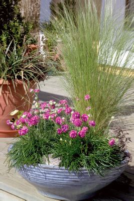 Armeria maritima Morning Star Deep Rose | Benary