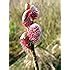 Japanese Pink Pussy Willow Mt Asama Fuzzy Pink Catkins Year Live Plant Amazon
