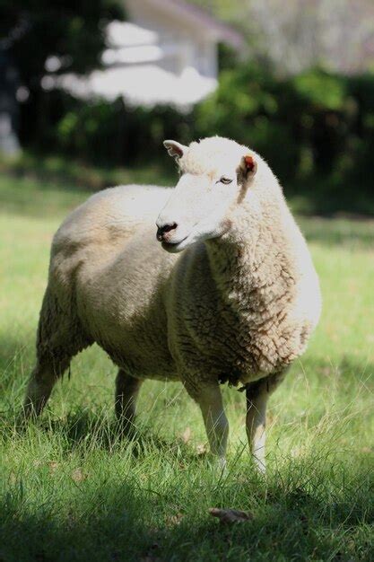 Premium Photo Sheep In One Tree Hill Park Auckland Landscape City