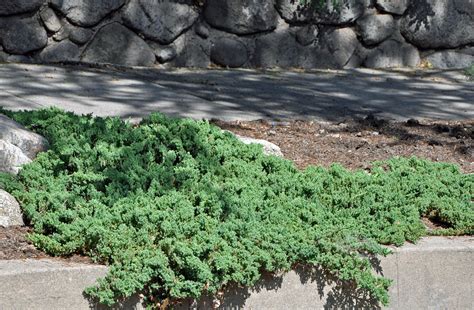 Juniper ‘Green Mound’ | Pro 1 Landscaping