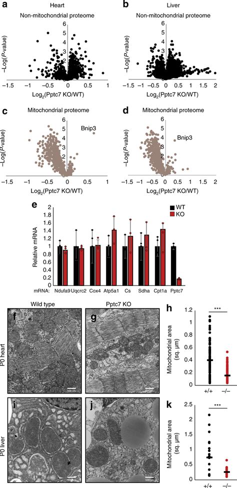 Loss Of Pptc Selectively Decreases Mitochondrial Content Ad Volcano