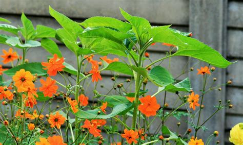 Sunflower Plants Free Stock Photo - Public Domain Pictures