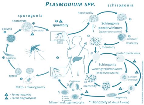 Plasmodium Vivax Diagram