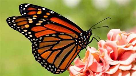 Plantas para atraer mariposas Cursos Luzdía