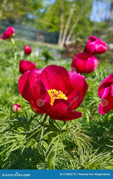 Red Hot Peonies Stock Photo Image Of Face Flower Cheerful