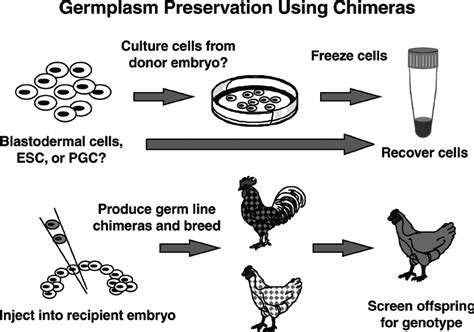 Diagram Of The Steps Required For The Cryopreservation Of Poultry