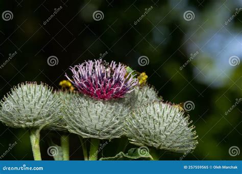 Arctium Tomentosum Commonly Known As The Woolly Burdock Or Downy Burdock Is A Species Of