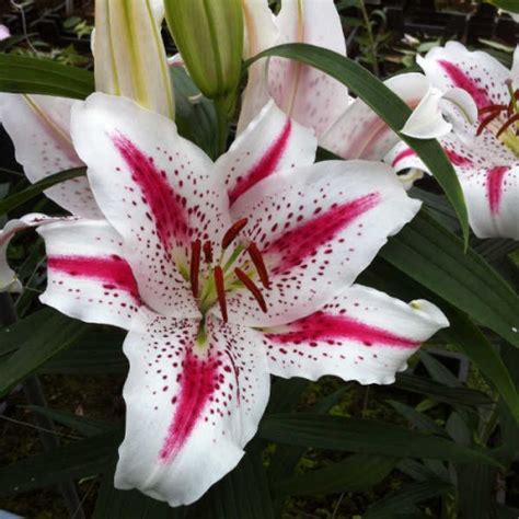 лилия Маделейн (вост.). Colorline