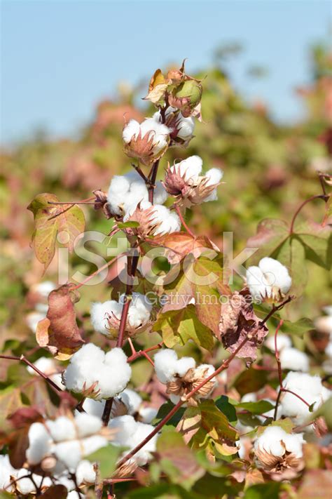 Cotton Plant Stock Photo | Royalty-Free | FreeImages