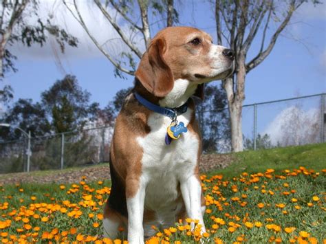 The dog in world: Beagle dogs