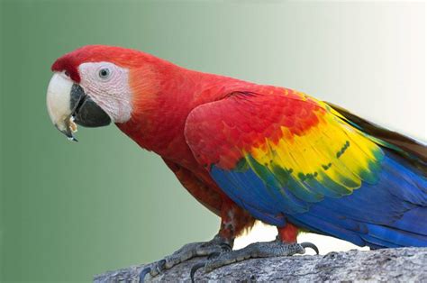 Macaw vs. Parrot: They Key Differences (With Pictures) | Hepper