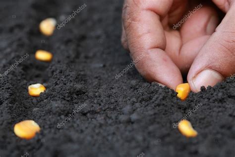 Planting green corn seeds — Stock Photo © bdspn74 #64622341