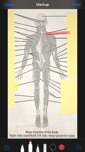 BIO 166 Lab Human Muscle Anatomy Labeling Flashcards Quizlet