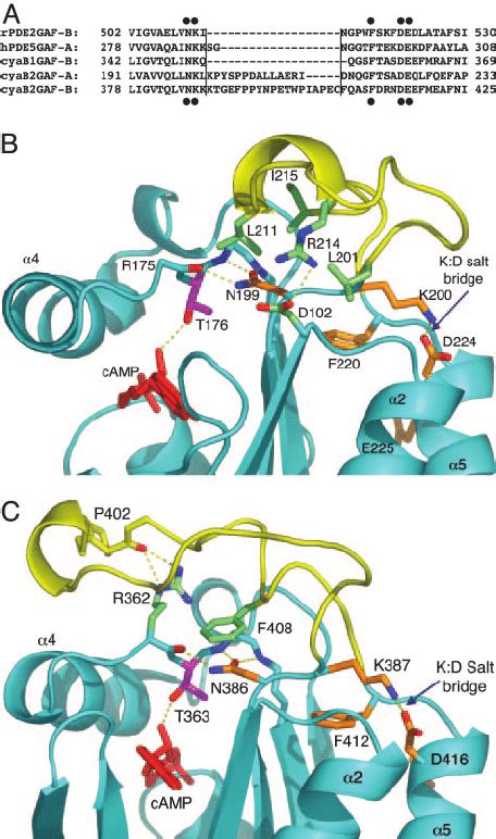 CyaB2 GAF Domains Have An Insert In The Conserved NKFDE Motif A