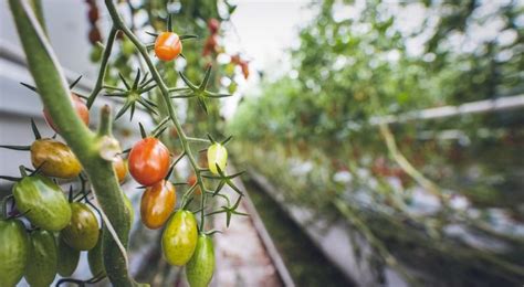 Tomato Mottle Mosaic Virus Jakie Objawy Powoduje Na Roślinach