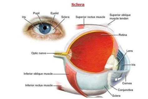 Understanding The White Part Of The Eye The Eye News