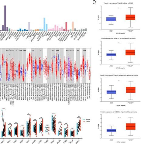 Fads Expression Status In Different Tumors And Normal Tissues A