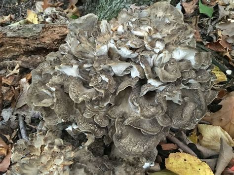 Grifola Frondosa Hen Of The Woods Maitake Rams Head Sheeps Head