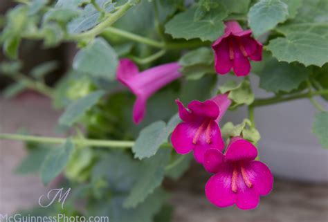 Keep Hummingbirds Coming Back With Variety Of Blossoms Frau Zinnie