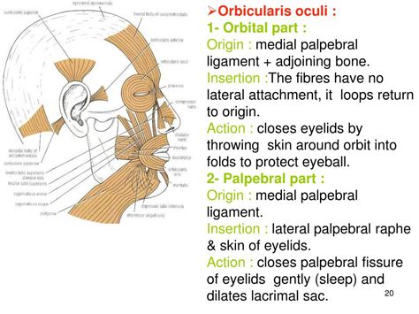 Ppt Skin Innervation Of The Face Powerpoint Presentation Free