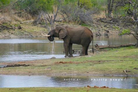 Elephants Drink Up To Liters Of Water A Day About As Much As A