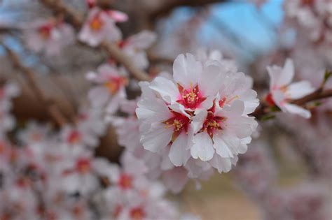 campos-de-flores-en-catalunya - Mochileros de viaje