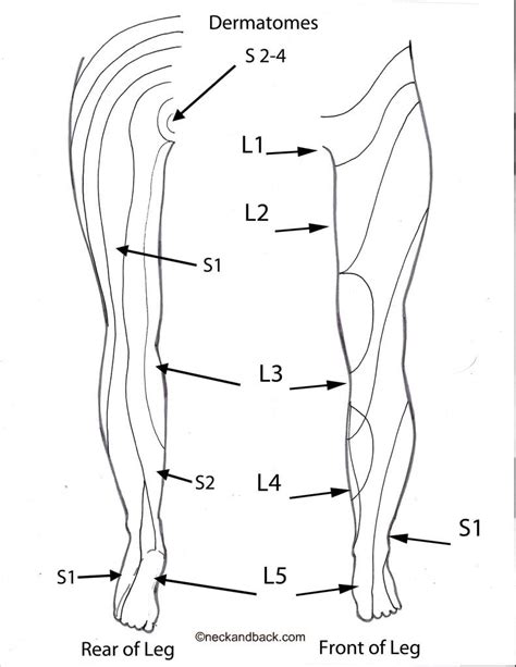 Dermatome Patterns Dermatome Map Of Lower Body Spine N Flickr 87108 Hot Sex Picture