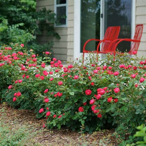 Double Red Knockout Rose | White Oak Gardens | Cincinnati, OH | Landscaping with roses, Knockout ...