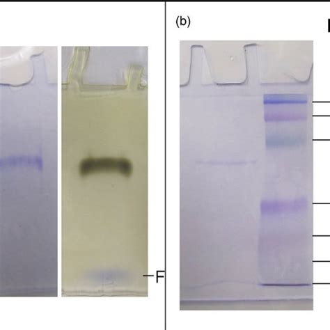 Analysis Of The Purified Gh By Page A And Sds Page B A Lane