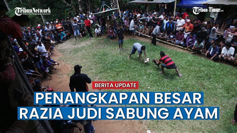 Polisi Gerebek Judi Massal Sabung Ayam Dan Dadu Di Toraja Utara Youtube