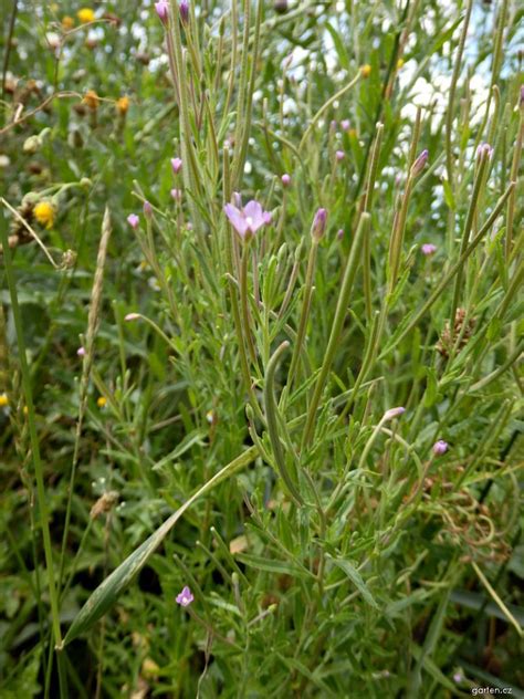 Forum / Obrázek : Vrbovka malokvětá (Epilobium parviflorum) | Garten.cz
