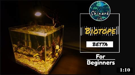 Biotope Aquarium Simple Setup Mini Nano Tank Betta Fish Low Budget For