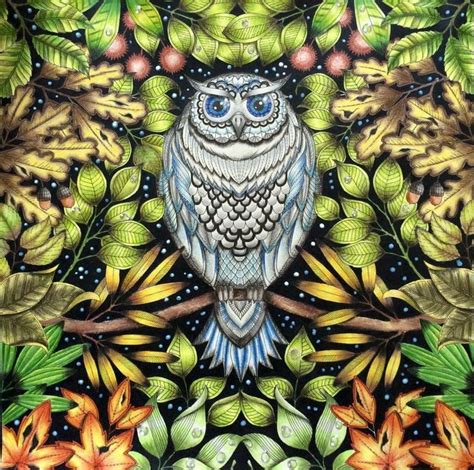 Owl Secret Garden Coruja Jardim Secreto Johanna Basford Jardim