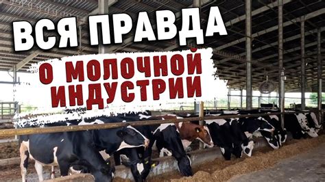 Дорогое молоко Технологическая коровья ферма - YouTube